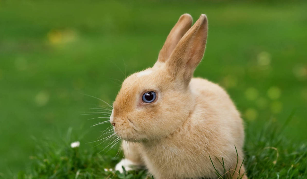 属兔几月出生是富贵命,生肖兔几月生财运好